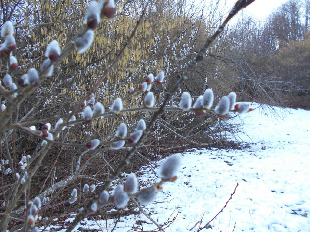 Altra pianta da identificare - Salix sp.